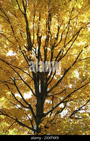 Coloration des feuilles d'automne d'un arbre près de Québec Banque D'Images