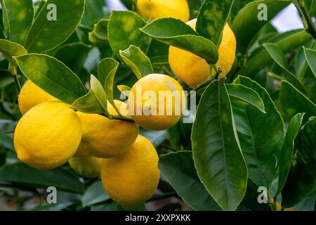 Variété de citron la plus commune cultivée en Australie, une culture prolifique de citrons Eureka mûrissant l'hiver sur l'arbre Banque D'Images