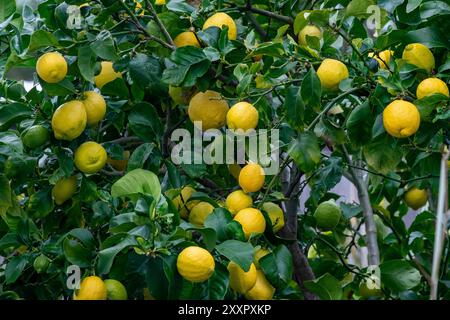 Variété de citron la plus commune cultivée en Australie, une culture prolifique de citrons Eureka mûrissant l'hiver sur l'arbre Banque D'Images