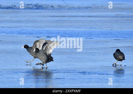 Blaesshuehner im Winter. Coot eurasien en hiver courir sur un lac Banque D'Images