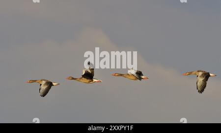 Un troupeau d'oies de Greylag en vol. Des oies de drapeau gris en vol en haute-Lusace Banque D'Images