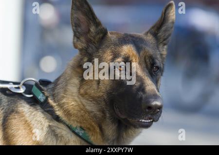 Portrait d'un berger allemand adulte. Portrait d'un berger allemand adulte Banque D'Images