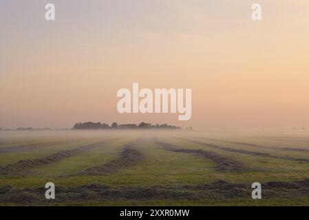 Tondez l'herbe sur les pâturages hollandais avec du brouillard au lever du soleil Banque D'Images