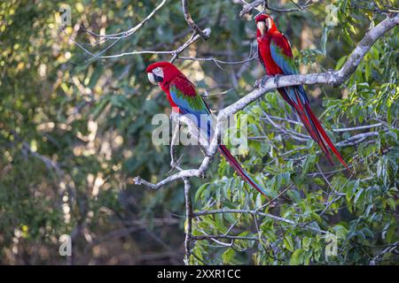 Aras rouge et vert (Ara chloropterus) buraco das Araras Brésil Banque D'Images