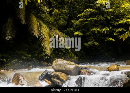 Un ruisseau serein coule sur les rochers dans une jungle luxuriante, avec la lumière du soleil filtrant à travers un feuillage vert dense, créant un cadre naturel tranquille Banque D'Images