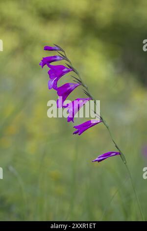 Sumpfgladiole, Gladiolus palustris, Marsh gladiolus Banque D'Images