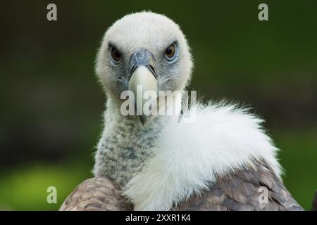 Vautours Griffon, habitat d'Europe centrale Banque D'Images