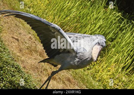 Bec de chaussure avec ailes déployées Banque D'Images