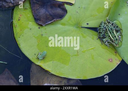 La grenouille d'arbre grise (Hyla versicolor) et la grenouille-picerelle (Lithobates palustris) Banque D'Images