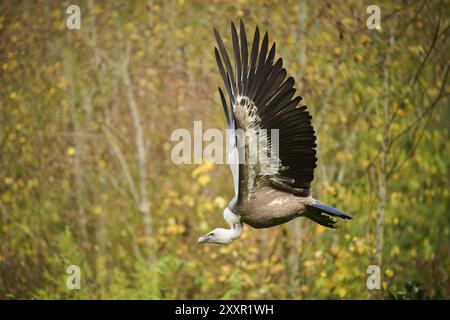 Vautours griffon eurasien (Gyps fulvus) volant, Bavière, Allemagne, Europe Banque D'Images