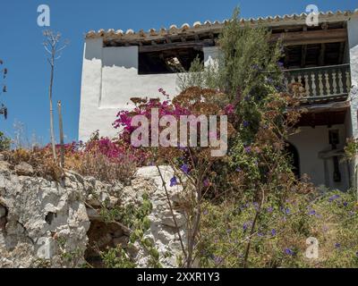 Bâtiment abandonné avec jardin envahi et plantes à fleurs sous un ciel clair, ibiza, mer méditerranée, espagne Banque D'Images