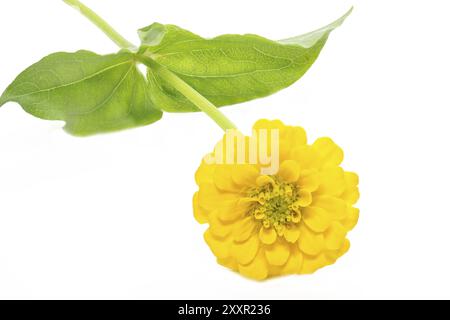 Zinnia jaune (Zinnia violacea), facultatif Banque D'Images