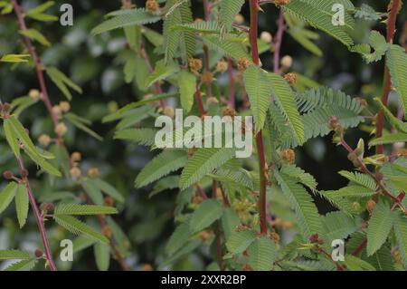 Plante sensible (Mimosa pudica) gros plan des feuilles Banque D'Images