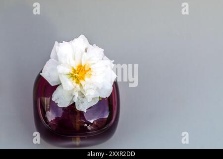 Petites fleurs colorées dans le vase en verre sur le fond rose et gris. Gros plan, mise au point sélective Banque D'Images