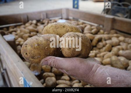 Production de pommes de terre, veuve d'Antonio Serra, sa Pobla, Majorque, Îles baléares, Espagne, Europe Banque D'Images