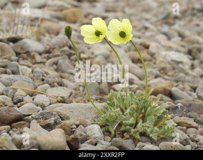 Pavot du Svalbard en Islande Banque D'Images