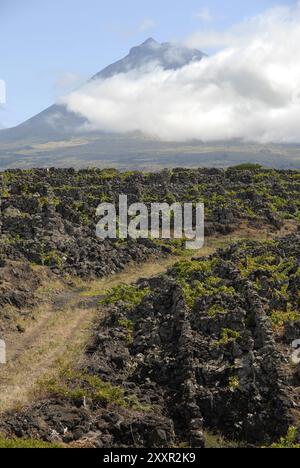 Vignobles (Lava Terrace's) et le volcan, île de Pico, Açores, Portugal, Europe Banque D'Images