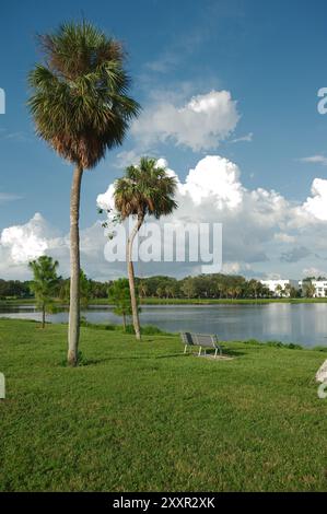 Plan vertical regardant vers le nord au-dessus de l'herbe verte et des palmiers Crescent Lake Park à pétersbourg, FL. Plantes vertes et arbres au premier plan. Construire Banque D'Images