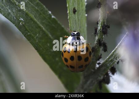 Les coccinelles chassant les pucerons Banque D'Images