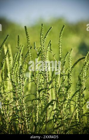 La petite herbe à poux (Ambrosia artemisiifolia) Banque D'Images