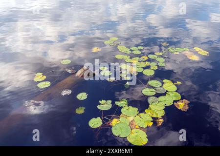 Nénuphars, Nymphaeaceae, flottant sur un étang avec de beaux reflets nuageux dans l'eau. Banque D'Images