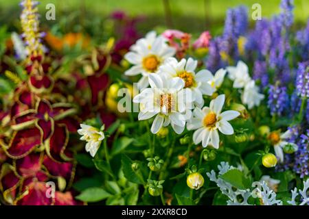 Dahlias blanches dans le jardin Banque D'Images