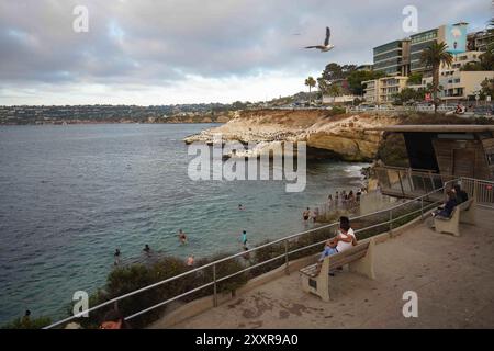 San Diego, Californie, États-Unis. 18 août 2024. Les gens regardent les lions de mer et les oiseaux de mer sur la côte de San Diego. Le littoral de San Diego absorbe beaucoup de gens à visiter et à faire des activités nautiques là-bas. Le littoral de San Diego est d'environ 70 miles et de multiples plages le long du littoral. Les plages le long de la côte sont des lieux touristiques populaires à San Diego et animés tous les jours. (Crédit image : © Michael Ho Wai Lee/SOPA images via ZUMA Press Wire) USAGE ÉDITORIAL SEULEMENT! Non destiné à UN USAGE commercial ! Banque D'Images