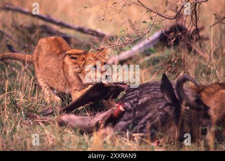 Llion ourson mangeant sur une carcasse de gnous, Masai Mara Game Reserve, Kenya Banque D'Images