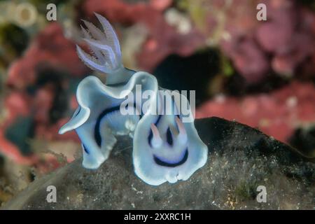 Nudibranche ( Chromodoris lochi ) rampant sur le récif corallien de Bali, Indonésie Banque D'Images