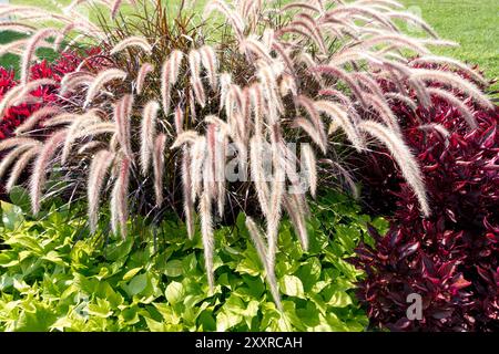 Feu d'artifice fontaine herbe Pennisetum setaceum 'Fireworks' Banque D'Images