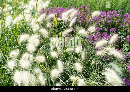 Herbe fontaine Pennisetum villosum Cenchrus longisetus et Spider Flower dans le parterre de fleurs Banque D'Images