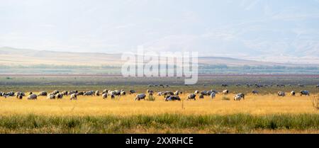 Un troupeau de moutons paissant sur le lac Karataş asséché à Burdur Banque D'Images