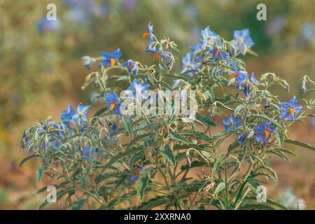 La nuageuse à feuilles de verdure (Solanum elaeagnifolium) est une plante de mauvaise herbe non cultivée également connue sous le nom de baie de prairie ou satansbos, foyer sélectif Banque D'Images