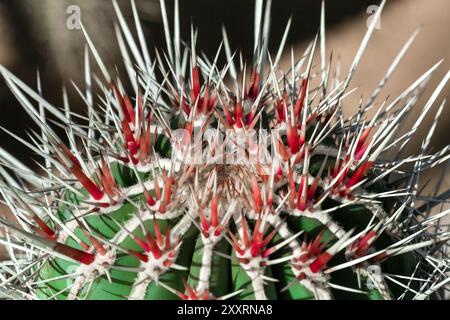 Cactus, gros plan extrême pour l'arrière-plan Banque D'Images