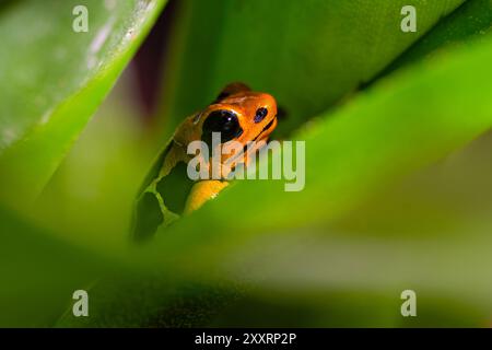 Grenouille fantastique, Ranitomeya fantastica, une espèce de la famille des Dendrobatidae. Banque D'Images