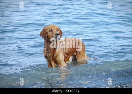 Chien nageant sur une plage de chiens en Italie Banque D'Images