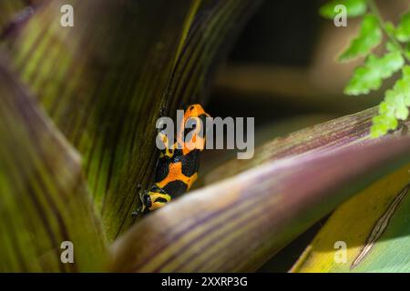 Grenouille fantastique, Ranitomeya fantastica, une espèce de la famille des Dendrobatidae. Banque D'Images