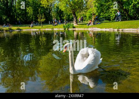 Cygne à Kralingse Plas Cygne blanc nageant autour de l'étang à Kralingse Plas par une journée ensoleillée. Rotterdam, pays-Bas. Rotterdam Kralingse Plas Zuid-Holland Nederland Copyright : xGuidoxKoppesxPhotox Banque D'Images