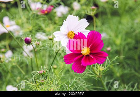 Fleur de Cosmos de couleur rose fleur C. bipinnatus poussant à l'extérieur en été. Faible profondeur de champ. Banque D'Images