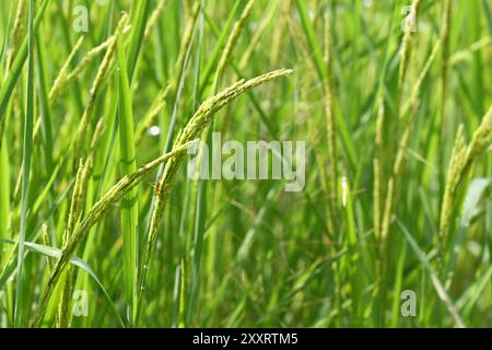 Les plants de riz vert sont sur le point de germer des oreilles, après quoi ils se transformeront en grains de riz dorés. Banque D'Images