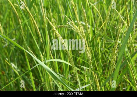 Les plants de riz vert sont sur le point de germer des oreilles, après quoi ils se transformeront en grains de riz dorés. Banque D'Images