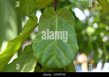 Feuilles de catappa de Terminalia ou feuille d'amande tropicale sur l'arbre dans le jardin, les arbres tropicaux sont trouvés en abondance en Thaïlande. Banque D'Images