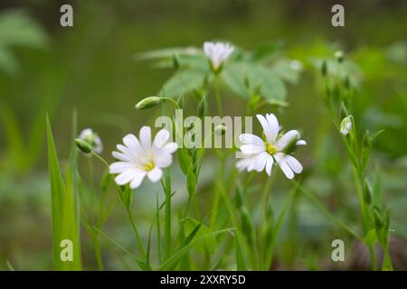 Fleurs de Stellaria media, gros plan. Banque D'Images