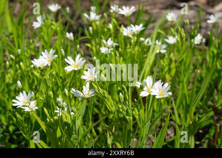 Fleurs de Stellaria media, gros plan. Banque D'Images