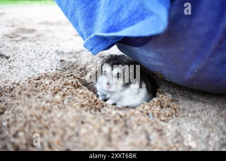 Robo Dwarf Hamster creusant dans le sable derrière son garçon Banque D'Images