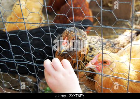 Main d'enfant nourrissant les poulets à travers le fil de poulet Banque D'Images