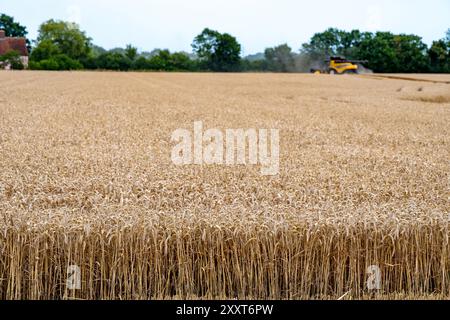 Récolte de blé Otley Suffolk UK Banque D'Images