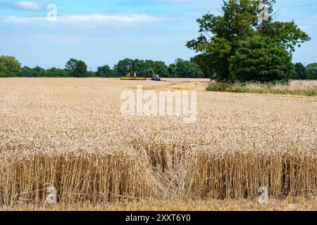Récolte de blé Otley Suffolk UK Banque D'Images