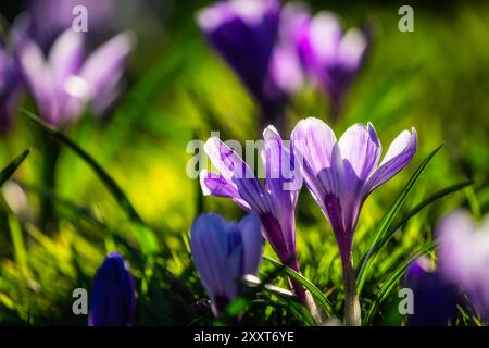 Gros plan sur de belles fleurs violettes de Crocus illuminées par la lumière du soleil et un fond flou à Phoenix Park, Dublin, Irlande Banque D'Images