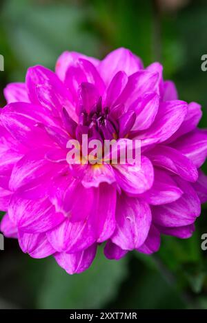 Grande fleur double Dahlia avec fleur rose vif / violet à la fin de l'été Banque D'Images